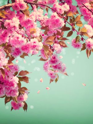 Sakura Flowers Background art Design. Spring Sacura Blossom